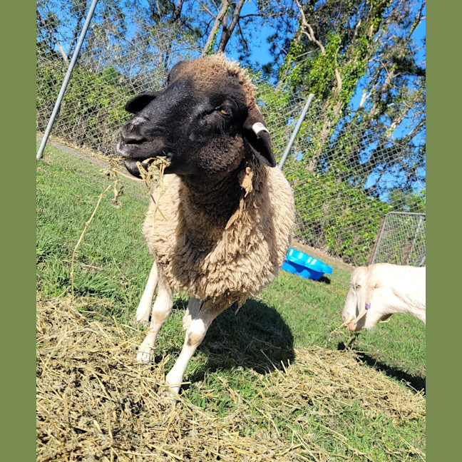Photo of Gus