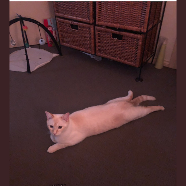 Photo of Ollie