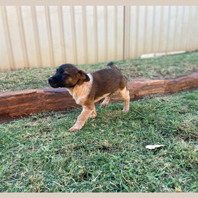 Photo of Scarlet