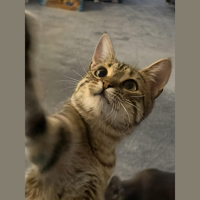 Photo of Nugget