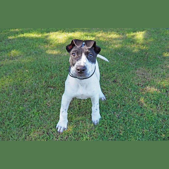 Photo of Patch