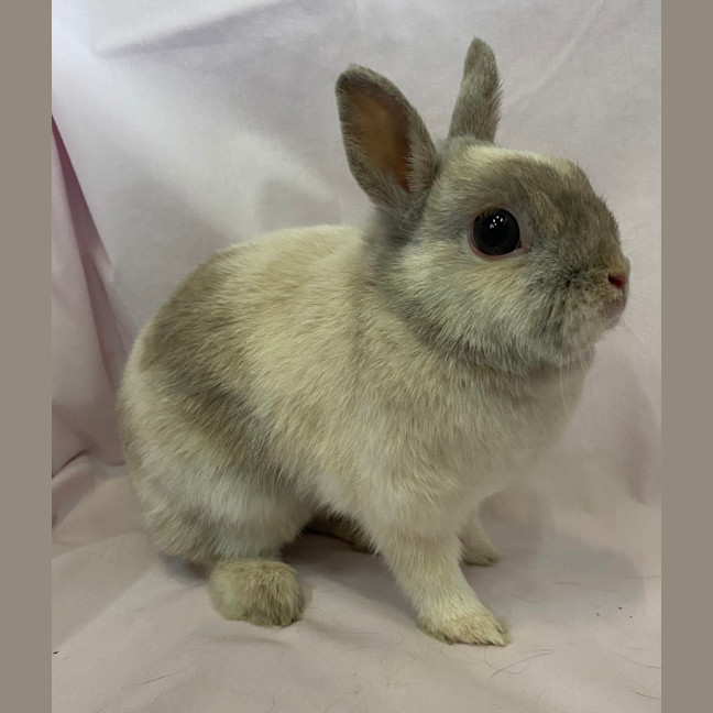 Photo of Star Anise (Bonded To Cloves)