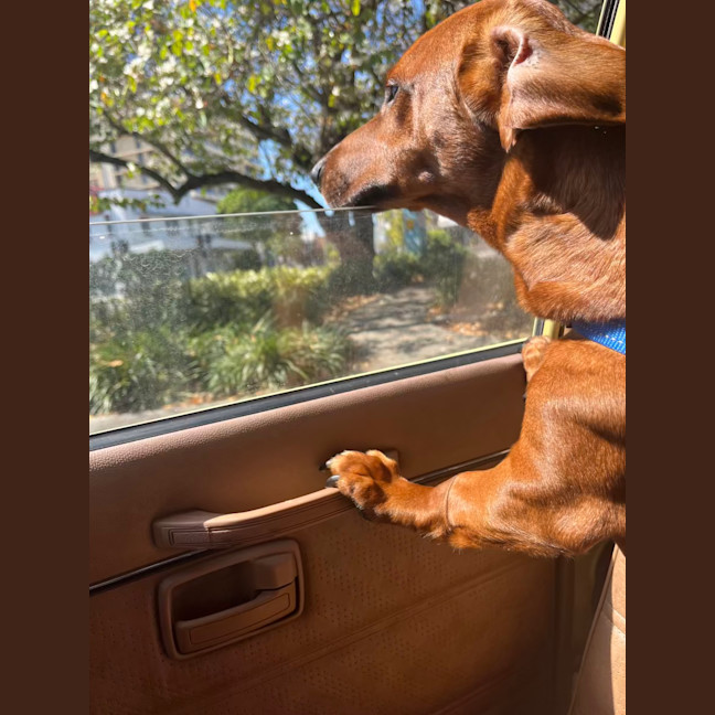 Photo of Rocco