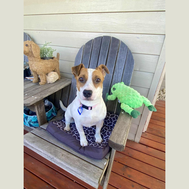 Photo of Roxy   2 Year Old Jack Russell
