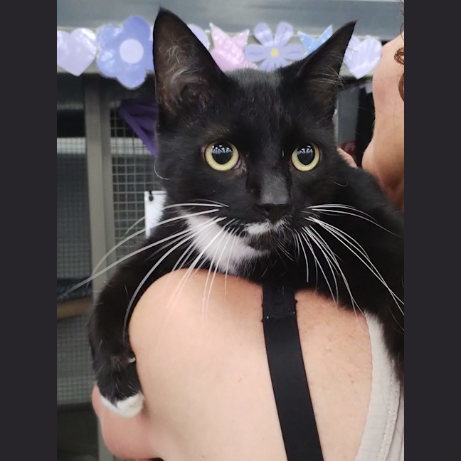 Photo of Chocolate   Now At Pet Quarters Rutherford