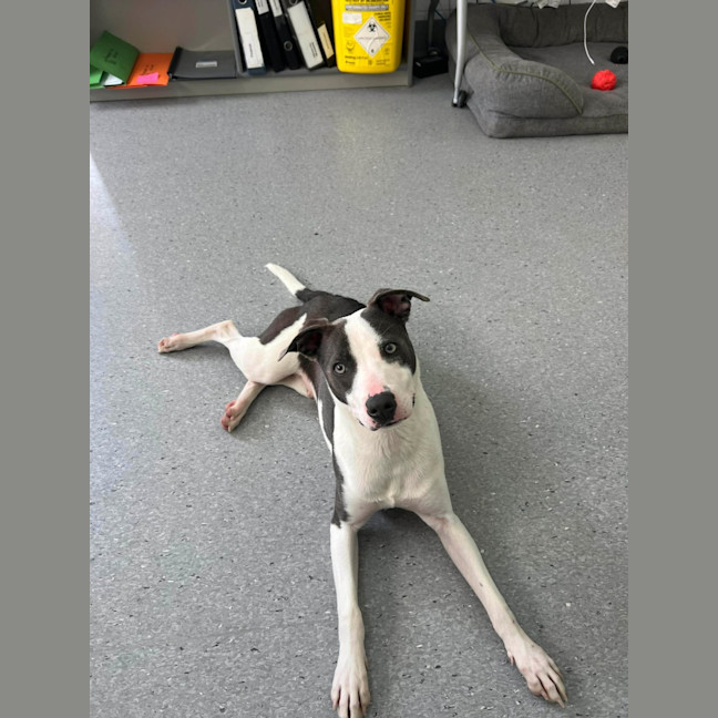 Photo of Zippy! 🪀