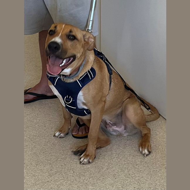 Photo of Archie (0044)