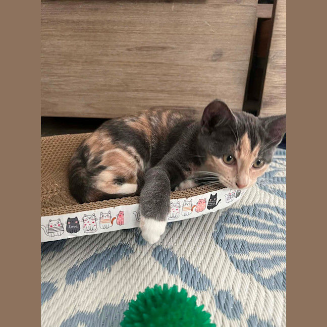 Photo of Nova