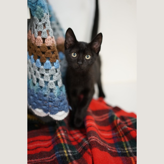 Photo of Panther