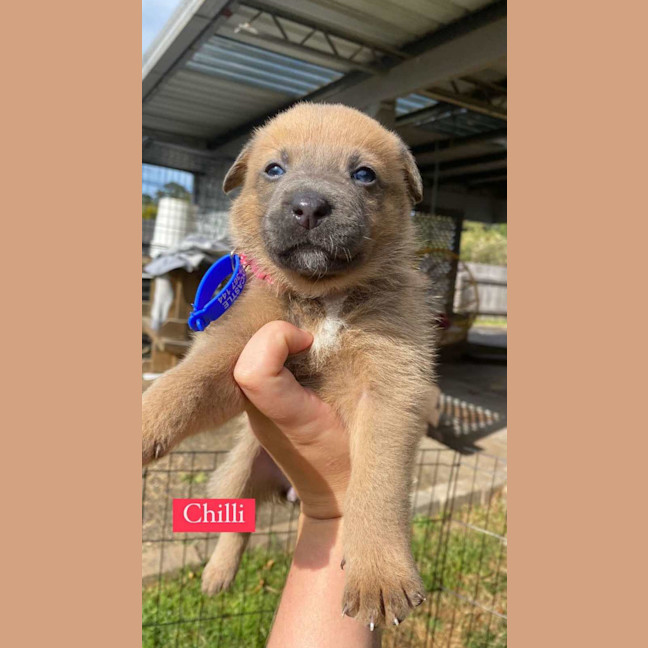 Photo of Chilli   8 Week Old Kelpie X (Trial)