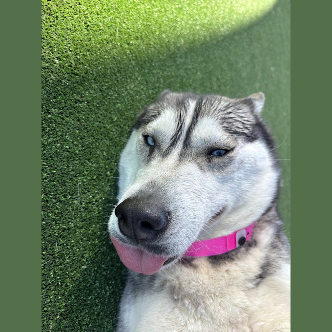 Photo of Luna Imp 1868