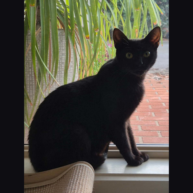 Photo of Nova