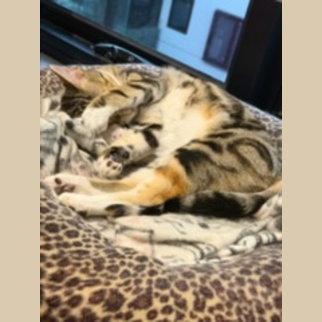 Photo of Peanut *9 Lives Project Rescue*