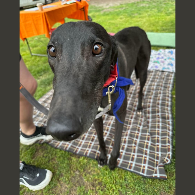 Photo of Rocco