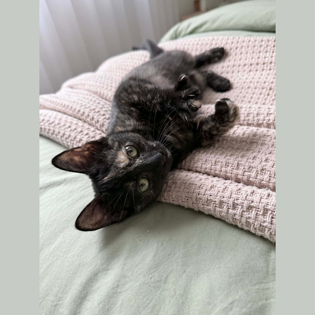 Photo of Chilli Bean
