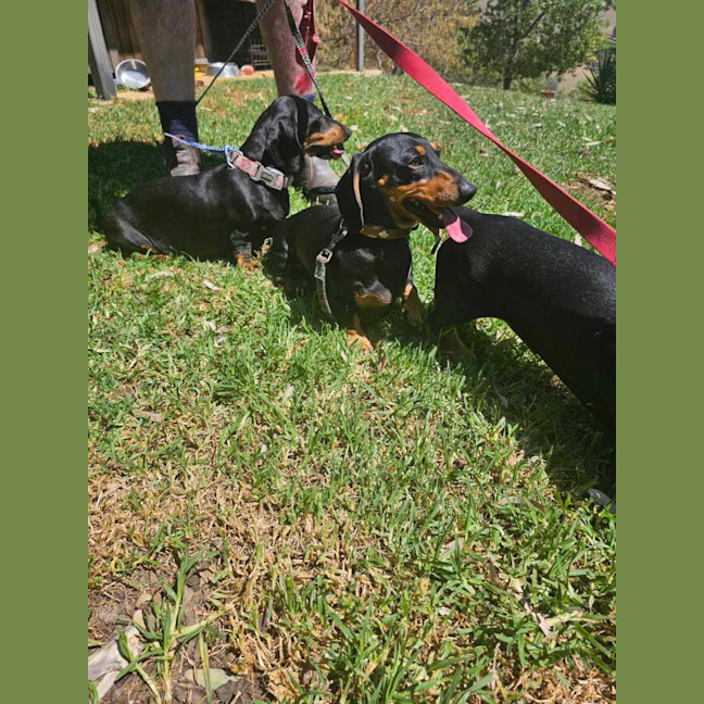 Photo of Frankie Elsie And Willow