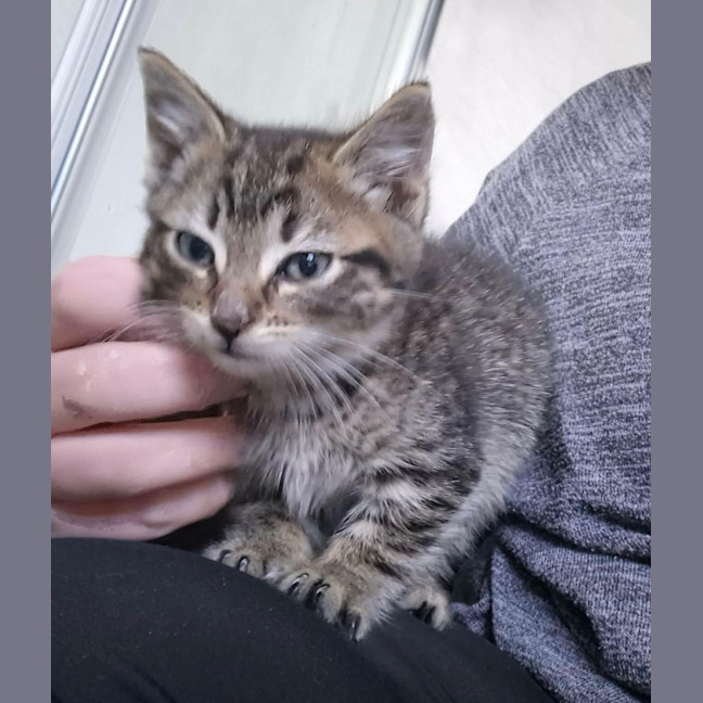Photo of Lynx 