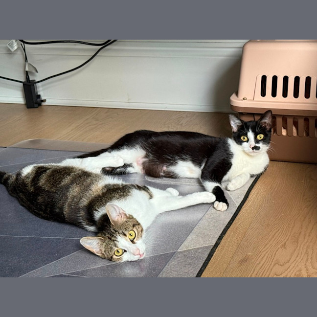 Photo of Tap & Jazz