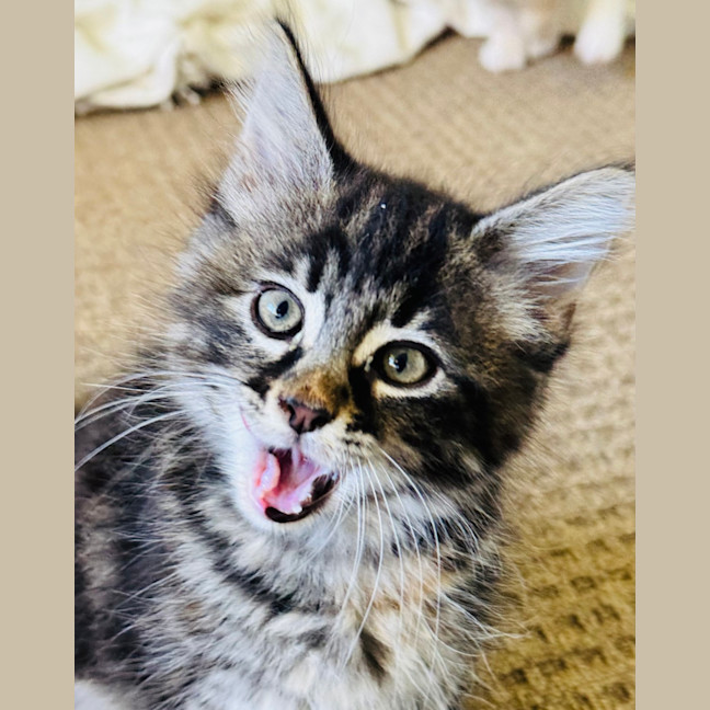 Photo of Purrora (Was Midnight Snack)