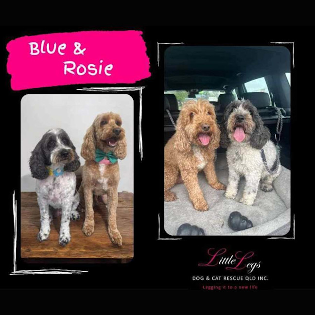 Photo of Rosie And Blue