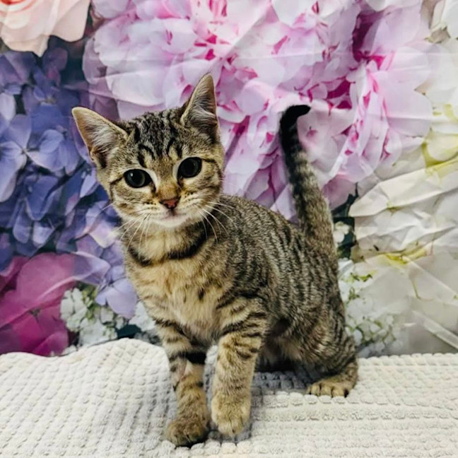 Photo of Priscilla   Located In Ashburton