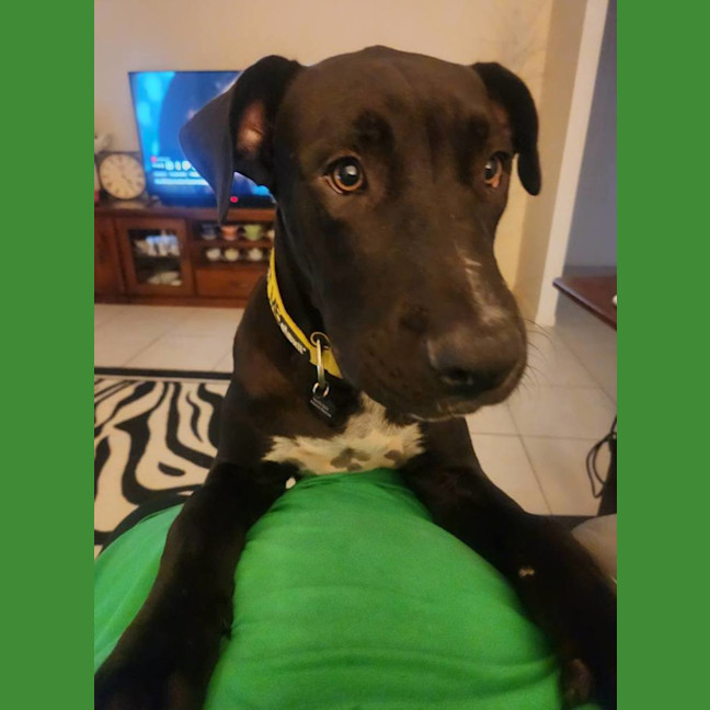 Photo of Sully