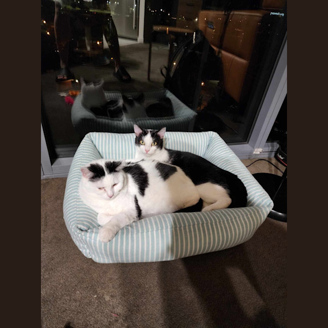 Photo of Maisie & Moo 🐄