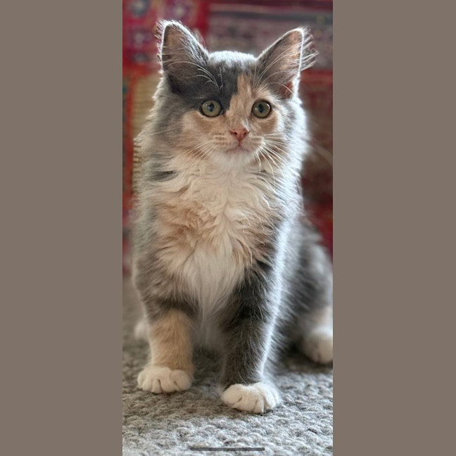 Photo of Trash Goblin Meetme@Petstock Mornington Nepean Hwy