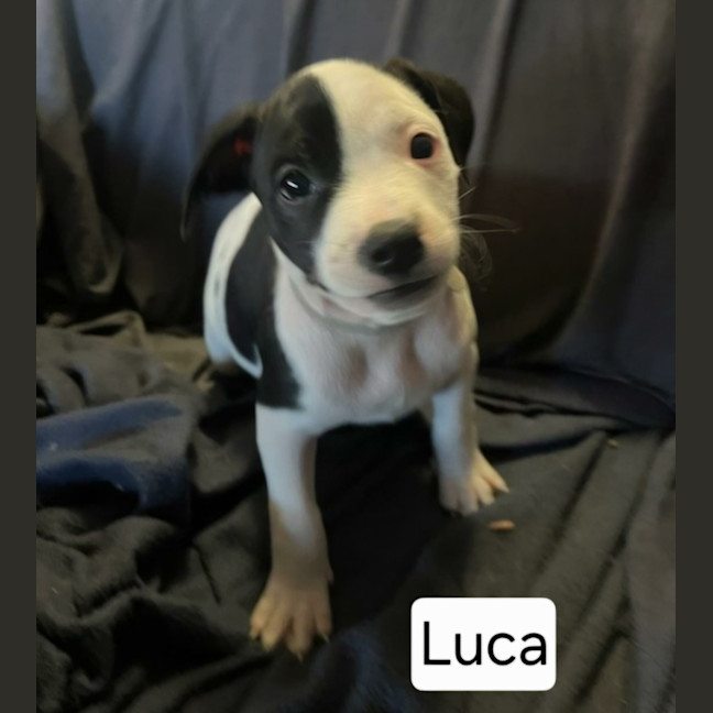 Photo of Luca