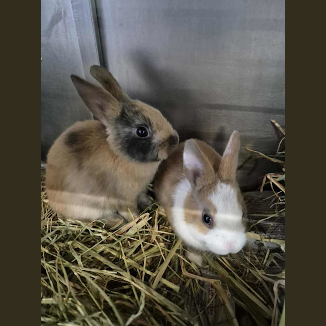 Photo of Choc Ripple