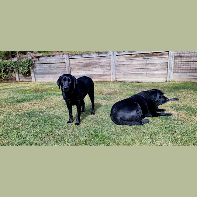 Photo of Willow   4 Year Old Labrador