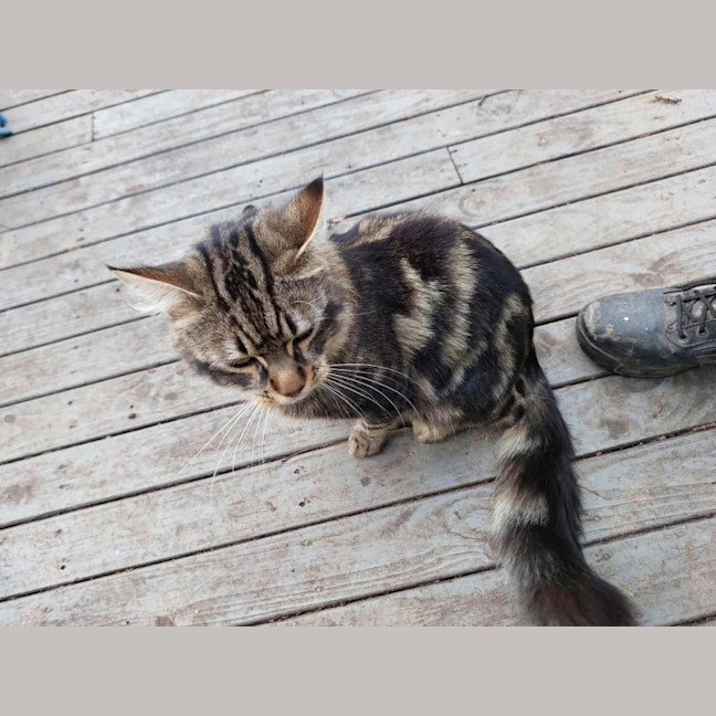 Photo of Mr Tabby Pants