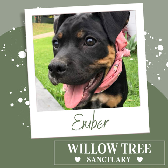 Photo of Ember