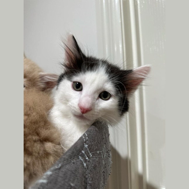 Photo of Marshmellow