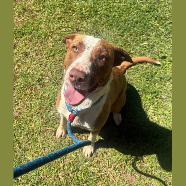 Photo of Nova