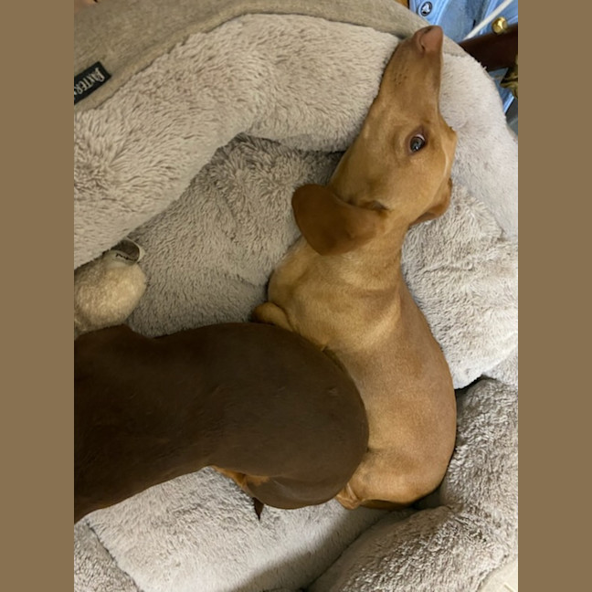 Photo of Oscar