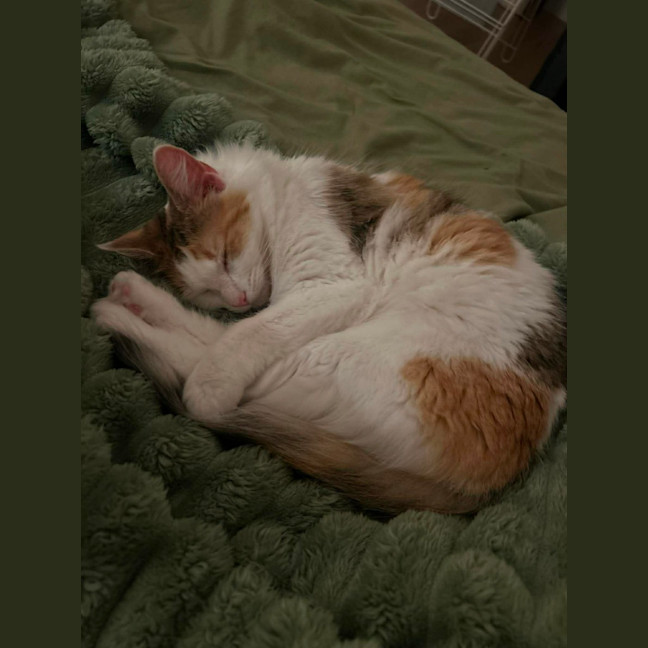 Photo of Missy