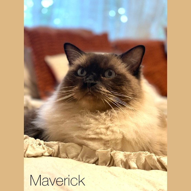 Photo of Maverick & Marlin
