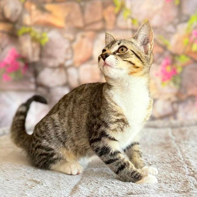 Photo of Marlon  In Foster Care In Greensborogh