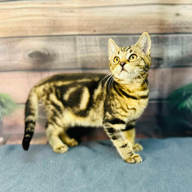 Photo of Orion   Located In Wallan