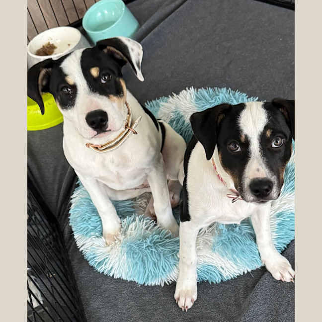 Photo of Spoopy (Was Bilby)