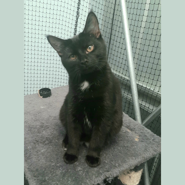 Photo of Purrlock Holmes