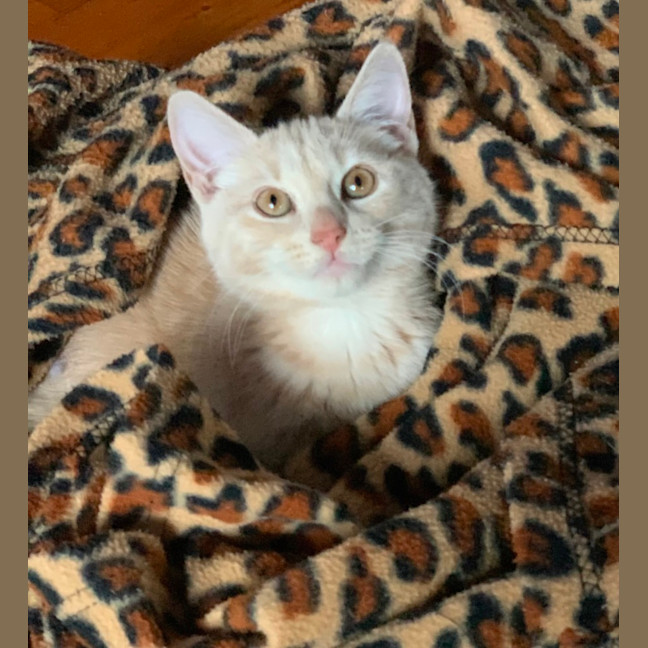 Photo of Carter 😸🧡🐈😽