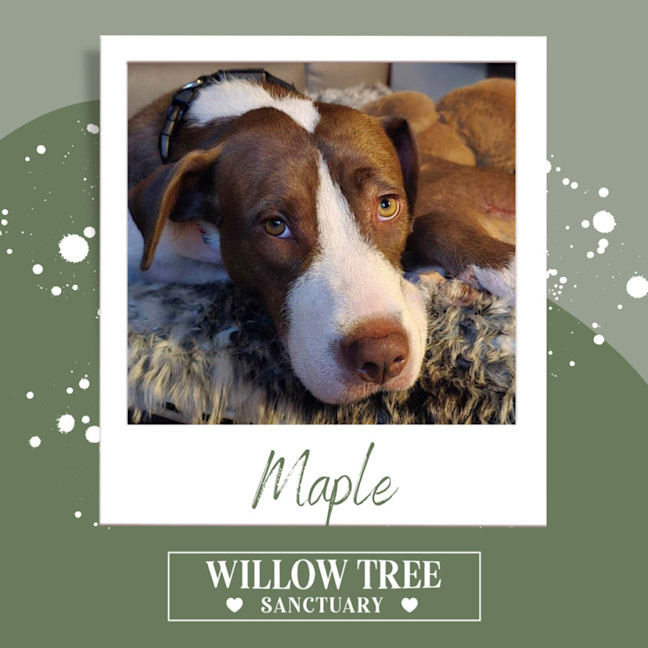 Photo of Maple