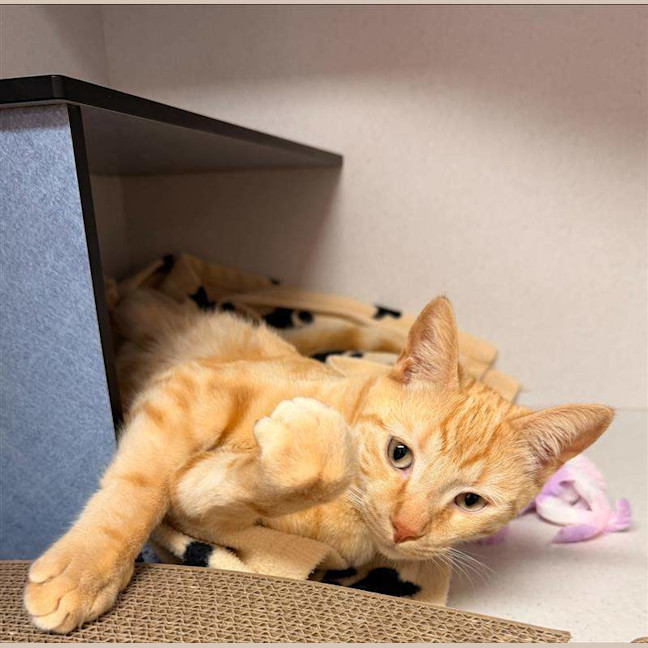 Photo of Cheetoes