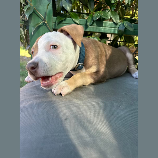 Photo of Humpfrey Bojangles