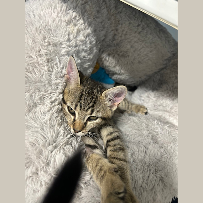 Photo of Bean