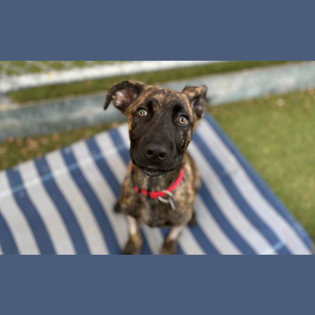 Photo of Deuce