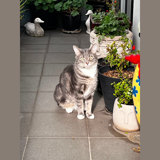 Photo of Quilly Willy