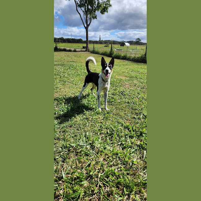 Photo of Sarge